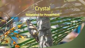  Presentation with palm tree - Audience pleasing PPT theme consisting of hoffmann's woodpecker melanerpes hoffmannii backdrop and a  colored foreground