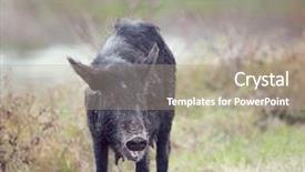  Presentation with wetlands - Presentation theme having hog female in florida wetland background and a coral colored foreground