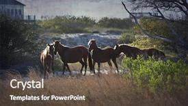  Presentation with wild horses - PPT theme featuring hogares y medio ambiente - family of wild horses graze background and a tawny brown colored foreground