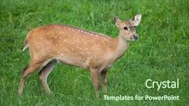  Presentation with deer - Colorful presentation design enhanced with hogs - indian hog deer hyelaphus porcinus backdrop and a tawny brown colored foreground
