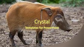  Presentation with pig - Colorful PPT theme enhanced with hogs - red river hog potamochoerus porcus backdrop and a tawny brown colored foreground