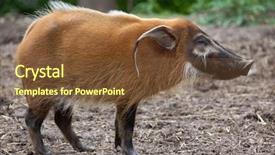  Presentation with river port - Presentation design featuring hogs - red river hog potamochoerus porcus background and a tawny brown colored foreground