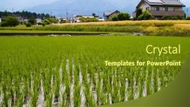  Presentation with rice field - Presentation theme consisting of hokata-japan-june-6-2017 background and a tawny brown colored foreground