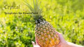  Presentation with pineapple - PPT theme having hold-with-pineapple-harvest-under background and a yellow colored foreground