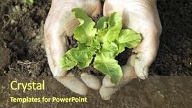  Presentation with holding hands old young - Presentation having holding a green young plant background and a tawny brown colored foreground