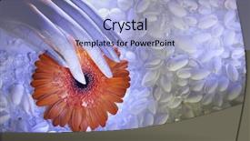  Presentation with orange abstract - Presentation theme with holding an orange daisy flower background and a  colored foreground