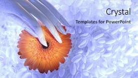  Presentation with orange abstract - Amazing PPT theme having holding an orange daisy flower backdrop and a  colored foreground