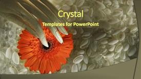  Presentation with orange abstract - Beautiful presentation theme featuring holding an orange daisy flower backdrop and a  colored foreground