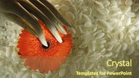  Presentation with orange abstract - PPT theme with holding an orange daisy flower background and a  colored foreground