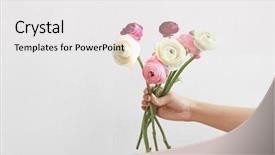  Presentation with beautiful fresh leaves water drops - Colorful presentation theme enhanced with holding beautiful fresh ranunculus flowers backdrop and a white colored foreground