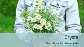  Presentation with gerbera daisy pink flower - PPT theme having holding bouquet of daisy flower background and a light blue colored foreground