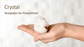  Presentation with bud - Audience pleasing presentation theme consisting of holding cotton flower on light backdrop and a sky blue colored foreground