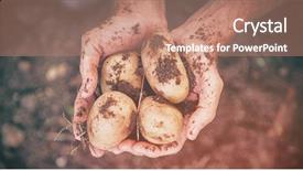  Presentation with dirt dirt texture dirty - Presentation consisting of holding dirty potatoes at farm background and a coral colored foreground