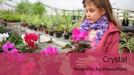  Presentation with drawing of pink lotus flower - Cool new PPT theme with holding flower pot with cyclamen backdrop and a red colored foreground