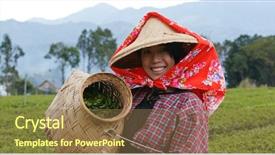  Presentation with green tea and milk - Slide set enhanced with holding harvest of green tea background and a tawny brown colored foreground