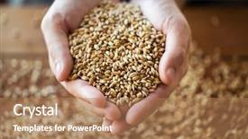  Presentation with grain corn - Audience pleasing slide deck consisting of holding malt or cereal grain backdrop and a coral colored foreground