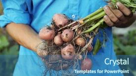  Presentation with potato - Presentation theme consisting of holding potato plant with tuber background and a teal colored foreground