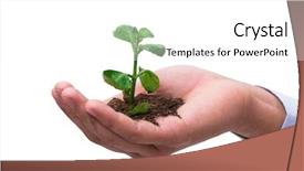  Presentation with seedling - Slides having holding seedling in new life background and a  colored foreground