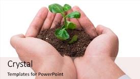  Presentation with seedling - Audience pleasing slide deck consisting of holding seedling in new life backdrop and a  colored foreground