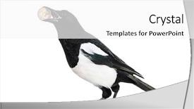  Presentation with shiny - PPT theme featuring beaks - common magpie pica pica holding background and a white colored foreground