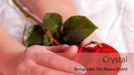  Presentation with hand holding flowers - Audience pleasing PPT layouts consisting of holding single red rose in woman hands flowers in wedding or valentines day female glamour bride hand with red rose as symbol love backdrop and a coral colored foreground