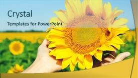 Presentation with sun - PPT theme consisting of holding sun flower in field background and a light blue colored foreground