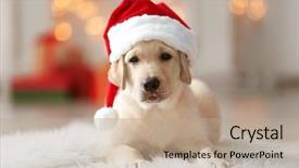  Presentation with santa - Audience pleasing slides consisting of holiday - cute dog in santa claus backdrop and a coral colored foreground