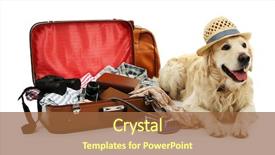  Presentation with suitcase - Colorful presentation enhanced with holiday - cute labrador with suitcase isolated backdrop and a tawny brown colored foreground