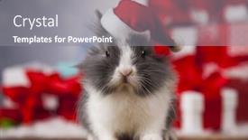  Presentation with bunny - Slides having holiday-christmas-bunny-in-santa background and a gray colored foreground