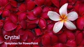  Presentation with hawaii flowers - PPT theme enhanced with holiday hawaii - pink and red frangipani flowers background and a  colored foreground