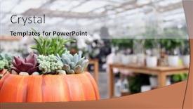  Presentation with succulents - Presentation featuring holiday-pumpkin-planter-for-halloween background and a light gray colored foreground