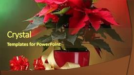 Presentation with beautiful reof christmas season - Presentation enhanced with holiday season - beautiful poinsettia in flowerpot gifts background and a tawny brown colored foreground