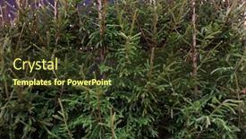  Presentation with christmas sale - Presentation theme having holidays-and-sale-concept-close background and a tawny brown colored foreground