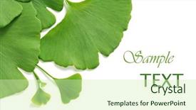  Presentation with holistic - Beautiful presentation theme featuring holistic health - ginkgo leaves on white background backdrop and a soft green colored foreground