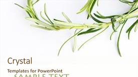  Presentation with holistic - Colorful PPT theme enhanced with holistic health - rosemary against white background backdrop and a cream colored foreground