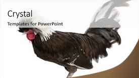  Presentation with chicken poultry farm white layer - PPT theme consisting of holland dwarf rooster white-crested background and a white colored foreground