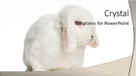  Presentation with rabbit - Presentation design consisting of holland lop rabbit in front background and a white colored foreground