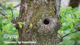  Presentation with spring tree - PPT layouts having hollow of a tree trunk background and a tawny brown colored foreground