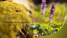  Presentation with czech republic - PPT theme with hollow-smokestack-corydalis-cava-spring background and a  colored foreground