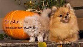  Presentation with persian the literature - Slide set with holloween - kitten persian and pomeranian spitz background and a gold colored foreground