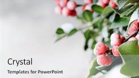  Presentation with holly - Audience pleasing PPT theme consisting of holly - christmas background backdrop and a white colored foreground