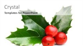  Presentation with christmas holly - PPT layouts featuring holly berry leaves christmas decoration background and a white colored foreground