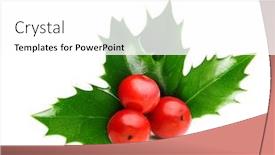  Presentation with christmas holly - Cool new presentation design with holly berry leaves christmas decoration backdrop and a white colored foreground