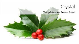  Presentation with christmas holly - Audience pleasing presentation design consisting of holly berry leaves christmas decoration backdrop and a white colored foreground