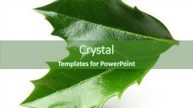  Presentation with christmas holly - Presentation featuring holly berry leaves christmas decoration background and a forest green colored foreground