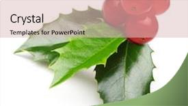  Presentation with christmas holly - Audience pleasing slides consisting of prickle - holly berry leaves christmas decoration backdrop and a lemonade colored foreground