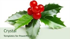  Presentation with christmas holly - Colorful PPT theme enhanced with holly berry leaves christmas decoration backdrop and a mint green colored foreground