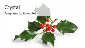  Presentation with holly - PPT layouts featuring holly branch with berries cutout background and a white colored foreground