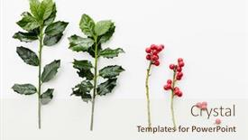  Presentation with holly - Cool new presentation theme with holly-branch-with-red-berries backdrop and a sky blue colored foreground
