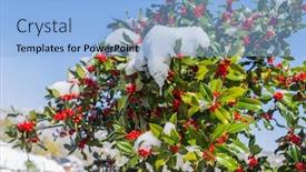  Presentation with holly - Cool new theme with holly-bush-with-red-berries backdrop and a light blue colored foreground